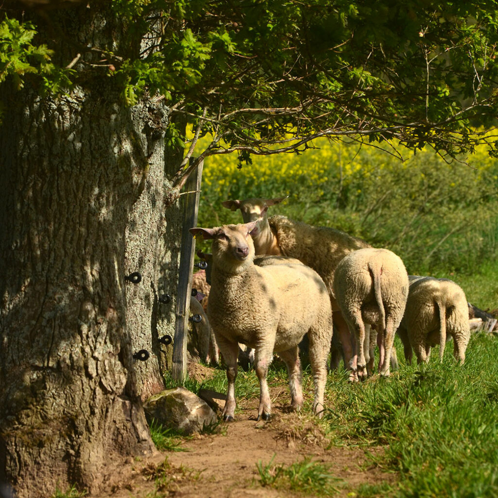 La ferme du gros chêne - Fréhel - Agneau bio