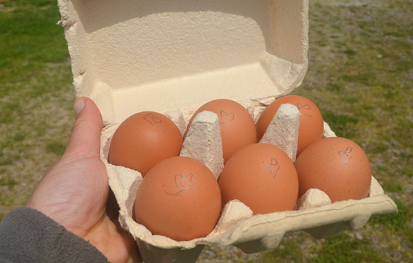 La ferme du gros chêne - Produits bio à Fréhel - Oeufs bio