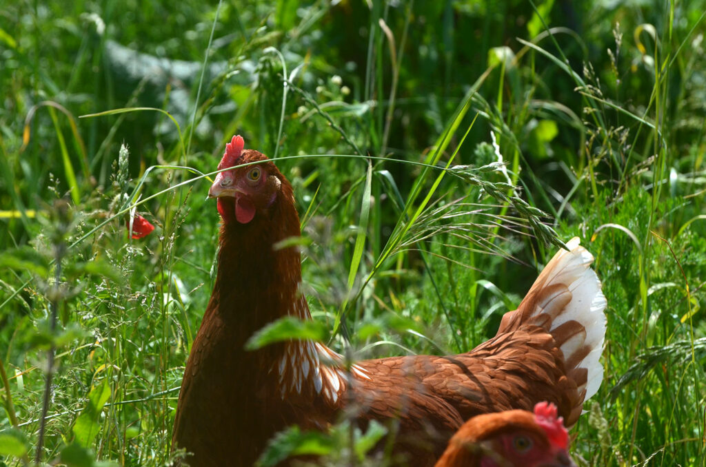 La ferme du gros chêne - Produits bio à Fréhel - Poules bio