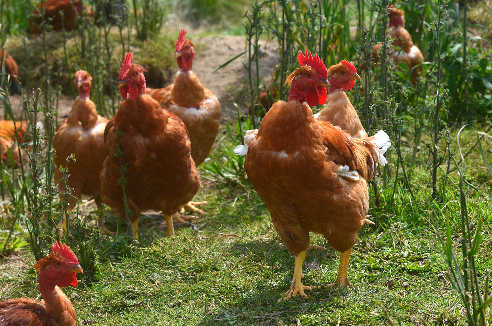 La ferme du gros chêne - Produits bio à Fréhel - Poulet bio