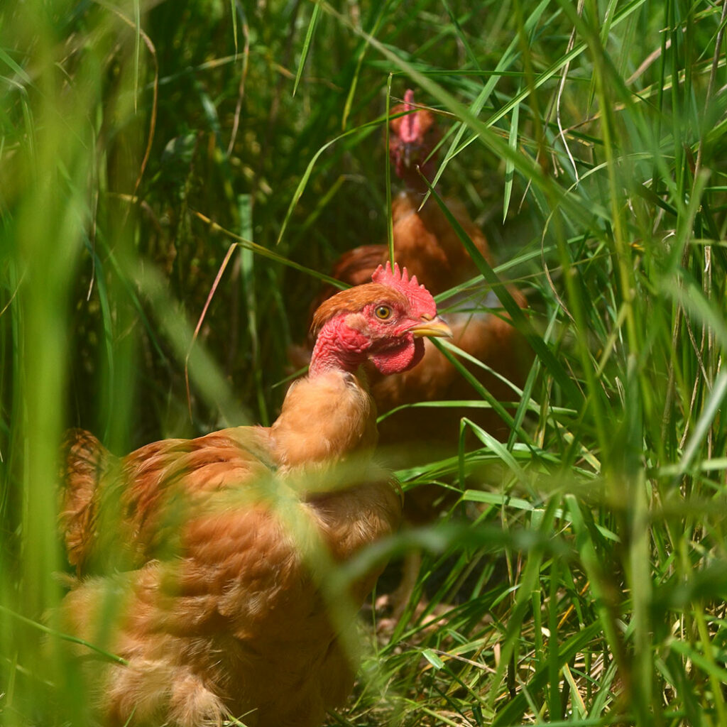 La ferme du gros chêne - Produits bio à Fréhel - Poulet bio