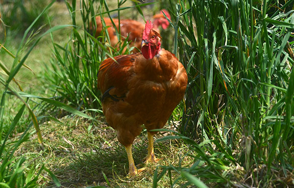 La ferme du gros chêne - Produits bio à Fréhel